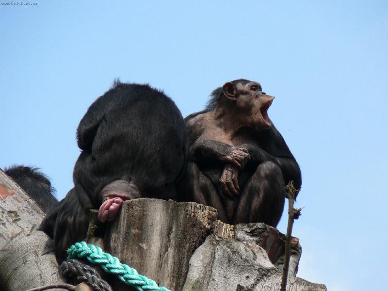 Foto: �impanz-Hele,nekoukej na zadek moj� star�