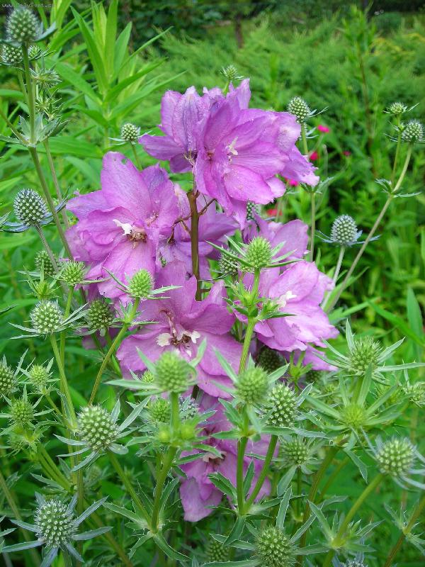 Foto: Ostro�ka v n�ru�i bodl��k�