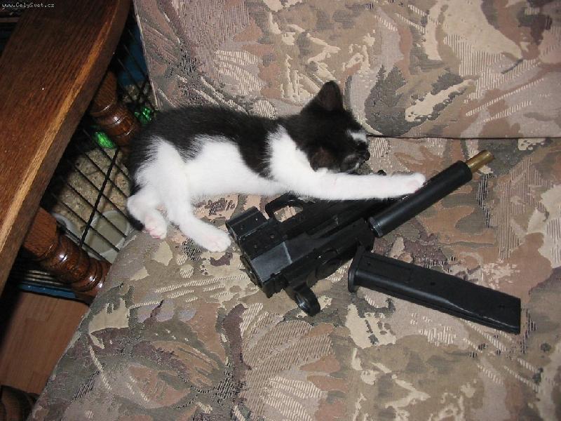 Foto: Hl�dac� ko�ka