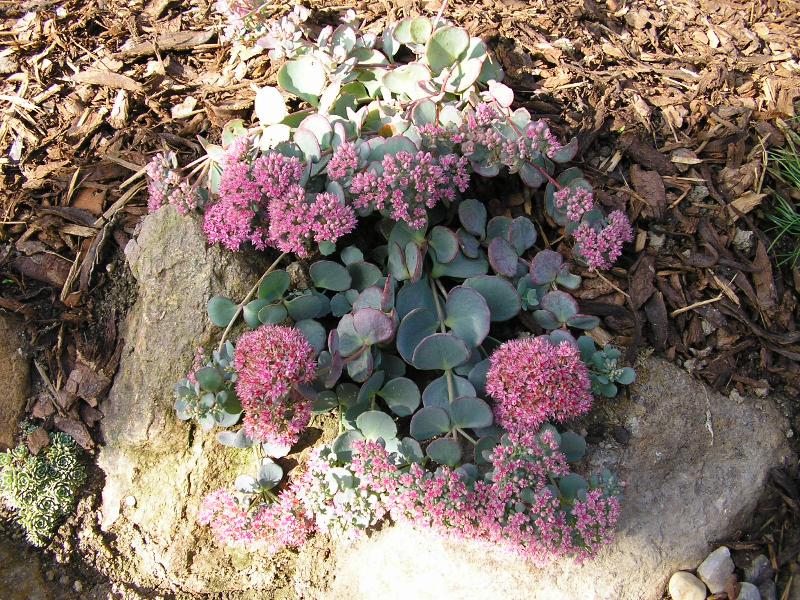 Foto: Kv�tina-Rozkvetl� zahrada