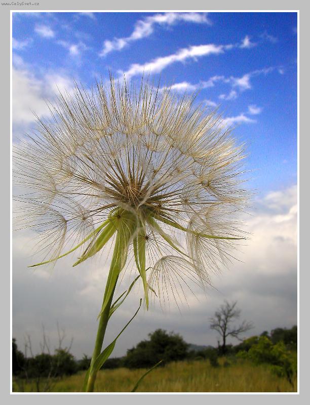 Foto: detail v krajin�-v krajin� �esk�ho st�edoho��