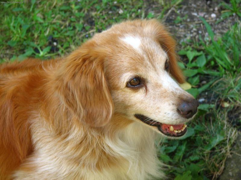 Foto: Mufik-Prav� �esk� k��enec