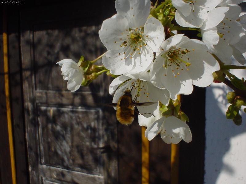 Foto: Jak se pozn� jaro?