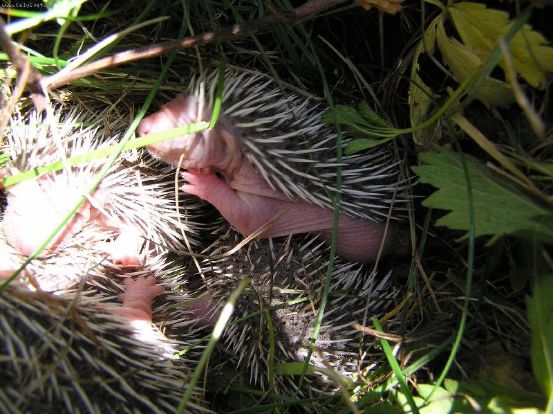 Foto: Je��� hn�zdo-P�i hrab�n� tr�vy jsme na zahrad� na�li je�ky!