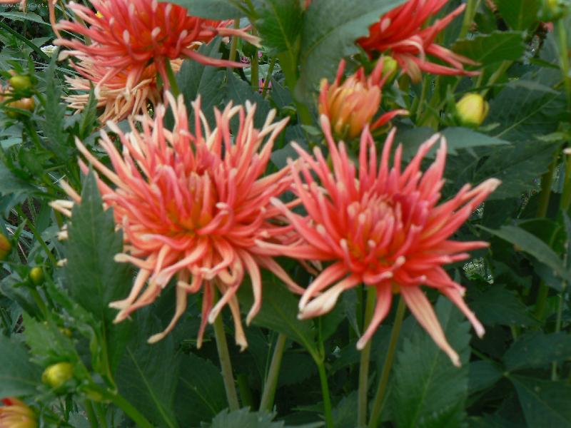 Foto: Ji�iny-Kr�sa ji�in v l�t�