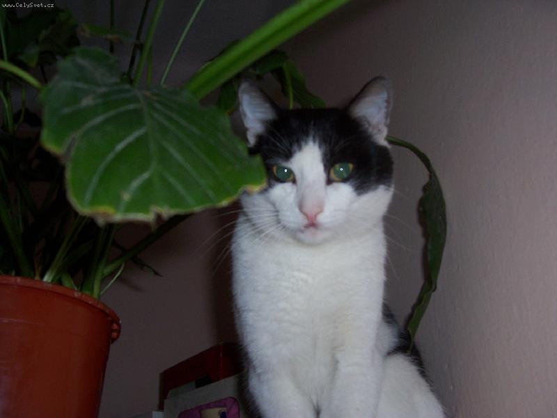 Foto: m�m r�d v��ky a kytky