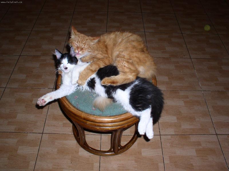 Foto: �u�l�n� ucha