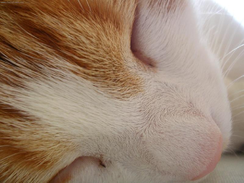 Foto: Detail �um��ku-Spinkaj�c� Zip�k