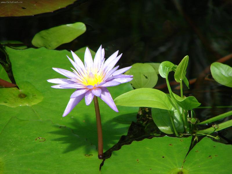 Foto: M�m se k sv�tu,u� kvetu