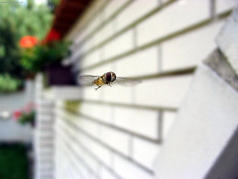 Foto: Zv�dav� vosi�ka...-Vosi�ka, kter� klidn� �ekala, a� si p�epnu na makro- neskute�n�...
