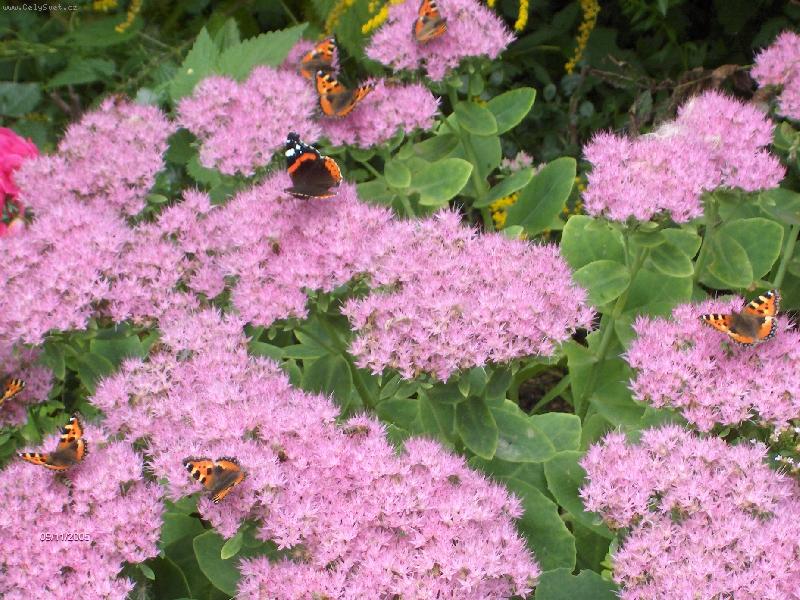 Foto: Sedum-s p��rodn� ozdobou