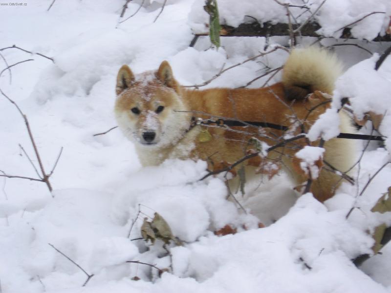 Foto: M�m r�d sn�h moc a moc...