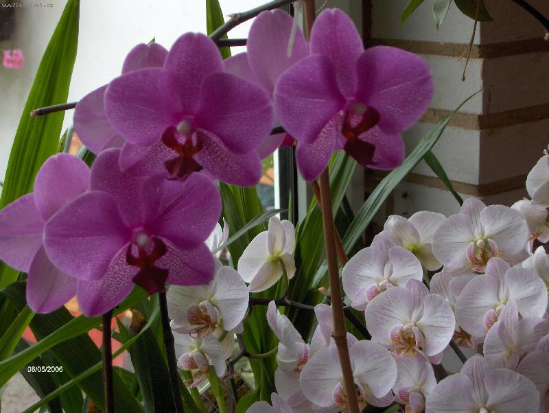 Foto: Phalaenopsis