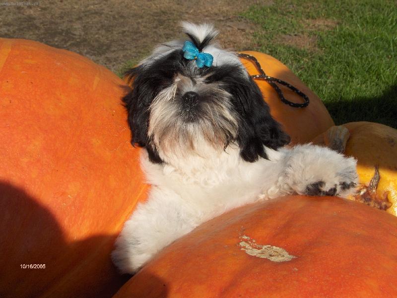 Foto: M�sto p�esn� pro mn�!-�t�n� shih-tzu