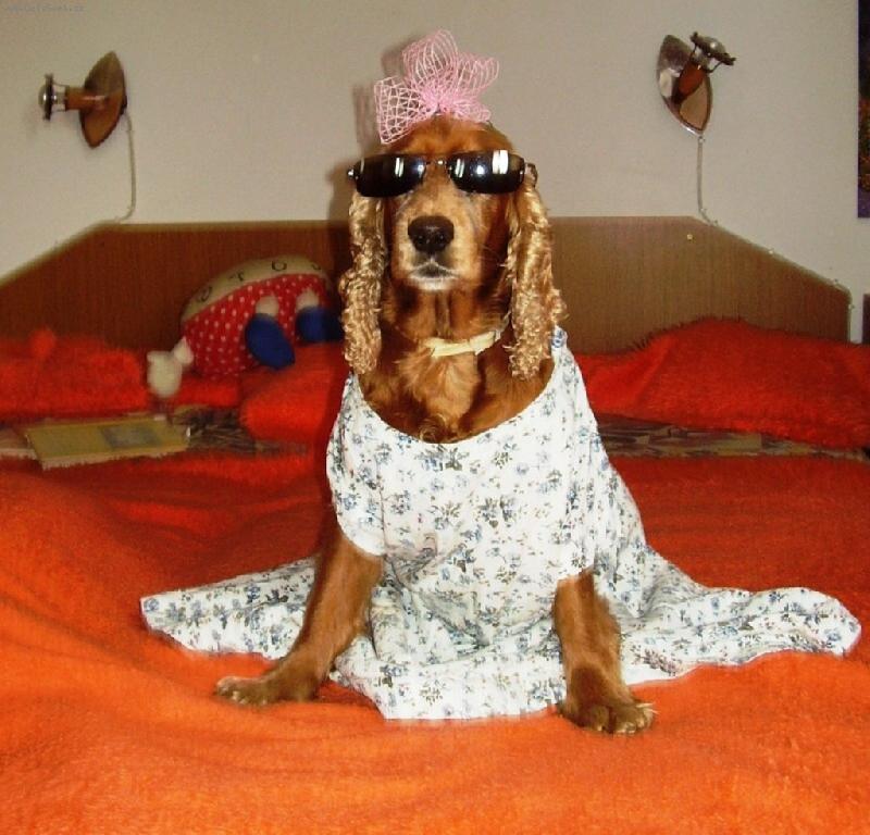 Foto: Hled�m psa sv�ch sn�, zna�ka 90,60,90-No �ekn�te sami, slu�� mi to?