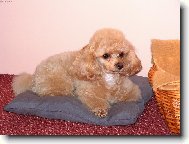 Maxim�ln� Maximova pohoda