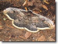 chytr� maskov�n�