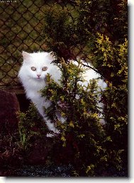 Dob�e utajen� ko�ka