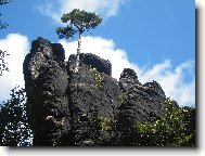 borovi�ka