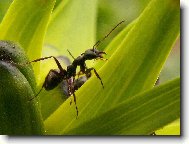 Tan��c� mravenec