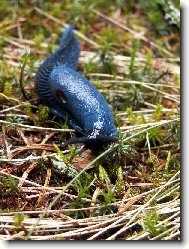 modranka karpatsk�