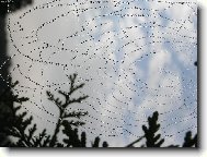 orosen� pavu�ina