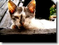 �um��ek zahradn�