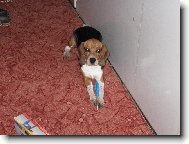 dingo mont�r