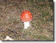 Muchom�rka �erven�