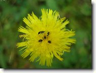 chovatelka brou�k�