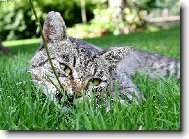 tak u� jsem ten prut ulovil...