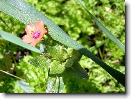 V jednoduchosti je kr�sa...