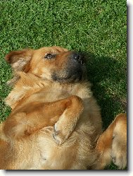 Nejlep�� p��tel �lov�ka