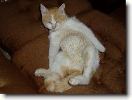 jsem star�,bezzub�,jednook� a ran�n�,ale p�esto m� maj� r�di