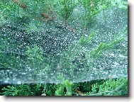  ROSA NA PAVU�IN�