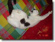 N� kocour se sm�je