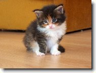 Kot�