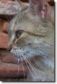 Mindulka je fakt ko�ka!!