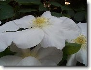 B�lou�k� klem�tis