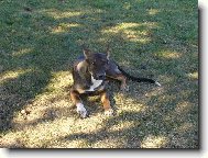 K��enec - m�ma je �eskosl. vl��k a t�ta NO k��en� s pidbulem