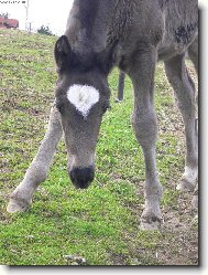 Zv�dav� h��b�tko