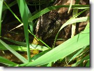 Vodn� kr�lovstv�