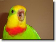 M�a elektrik��