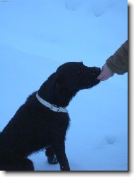 Odm�na za poslu�nost