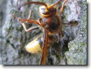 Nebezpe�n� sr�e�