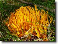 kr�snor��ek lepkav�