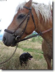 Kam te�? Nech�me to ko�ovi, ten m� v�t�� hlavu.....