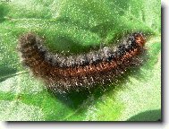 chlupat� n�dhera