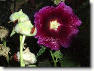 Sl�zov� r��e