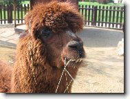 lama s k�iv�ma zubama